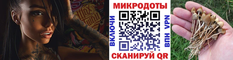 Галлюциногенные грибы Psilocybe  Нижнеудинск 